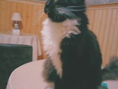 -猫色咖啡·猫咖
