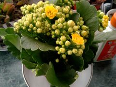 -双季花艺园艺市场(浦东店)