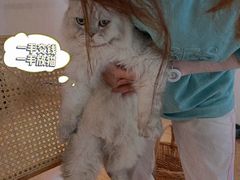 -猫友咖啡店(玉林西路店)