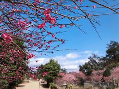 -鼓岭旅游度假区