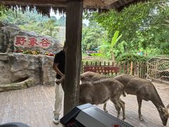 -西双版纳原始森林公园