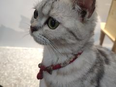 -绒爪撸猫下午茶·猫咖