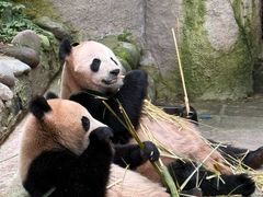 -中国大熊猫保护研究中心雅安碧峰峡基地