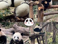 -成都大熊猫繁育研究基地
