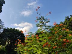 -深圳国际园林花卉博览园