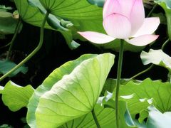 -荔湾湖公园