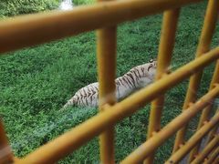 -上海野生动物园
