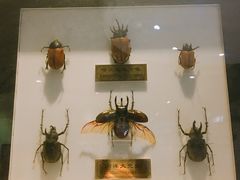 -上海昆虫博物馆