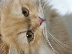 -藏猫猫咖啡主题馆(中央大道店)