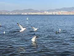 -洱海月湿地公园