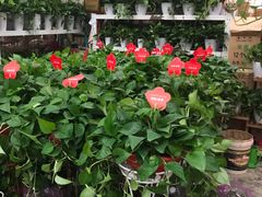 -秦美花卉(天朗·莱茵小城2期店)
