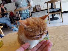 -平行世界·猫咖(首经贸店)