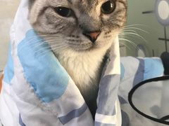 -瑞派天宁宠物医院·猫科·异宠中心