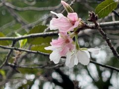 -鸡鸣赐茶(鸡鸣寺路店)