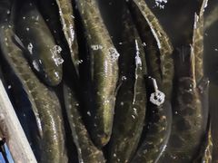 -金三可市井水煮鱼(金碧园店)