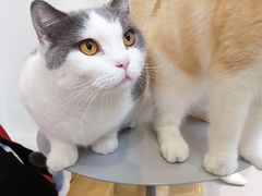 -Heymao猫咖.咖啡厅(东门店)