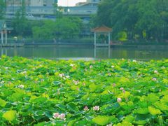 -荔湾湖公园