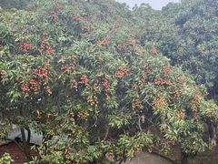 -满記土窑烧鷄波浪山莊