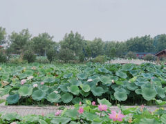 -荷花大观园