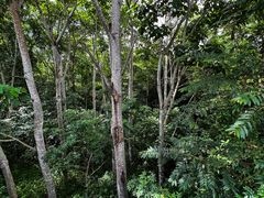 -中国科学院西双版纳热带植物园