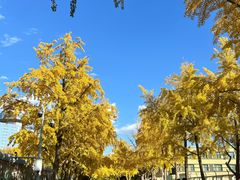 -三里屯东五街银杏大道
