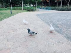 -顺峰山公园