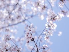 -上海滨江森林公园