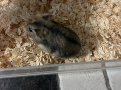 -钓仓鼠(洋桥北里小区店)