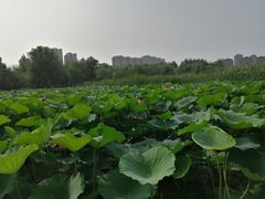 -前关湿地公园