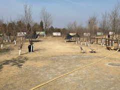 -爪吧宠物乐园·宠物泳池(温榆河示范区店)