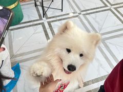 -星多哈·狗咖·拼豆·咖啡