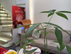 -MIDA蜜哒•科技逆龄美肤连锁