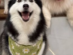 -星多哈·狗咖·拼豆·咖啡