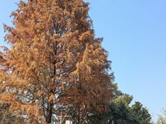 -泰州凤城河风景区-泰山公园