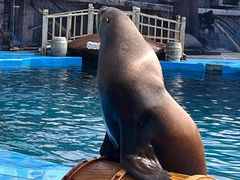 -海合安青岛极地海洋公园