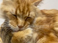-Heymao猫咖.咖啡厅(东门店)