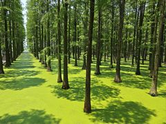 -渌洋湖湿地公园