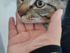 -瑞派福兴宠物医院犬猫全科·骨科·中西医结合(河东店)