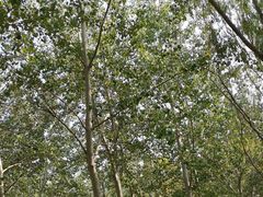 -森林公园(尖草坪区)