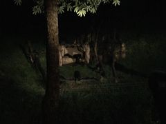 -清迈夜间动物园