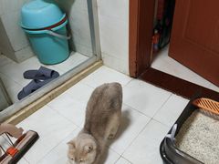 -三花喵·撸猫购宠·宠物生活馆(虹桥南丰城店)