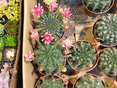 -双季花艺园艺市场(浦东店)