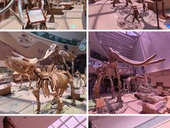 -陕西自然博物馆