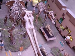 -陕西自然博物馆