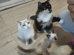 -楼上猫咖(罗湖店)