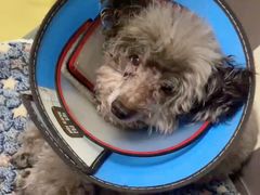 -顺强宠物诊所·狂犬免疫·夜诊·骨科(嘉定店)