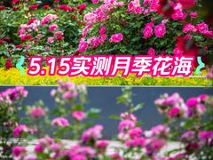 -大望京公园