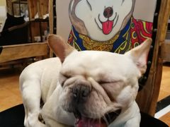 -more than meow吴止猫主题餐厅(承德 中船汇店)