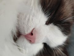 -宠颐生宠物医院·心肾内科·猫专科诊疗中心宠巢店