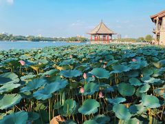 -济南大明湖景区